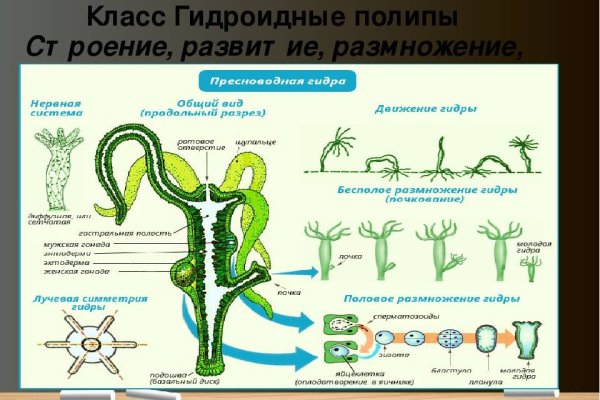 На сайте кракен пропал пользователь