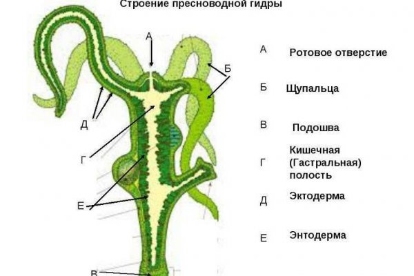 Тор kraken